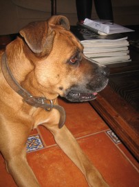 Yako